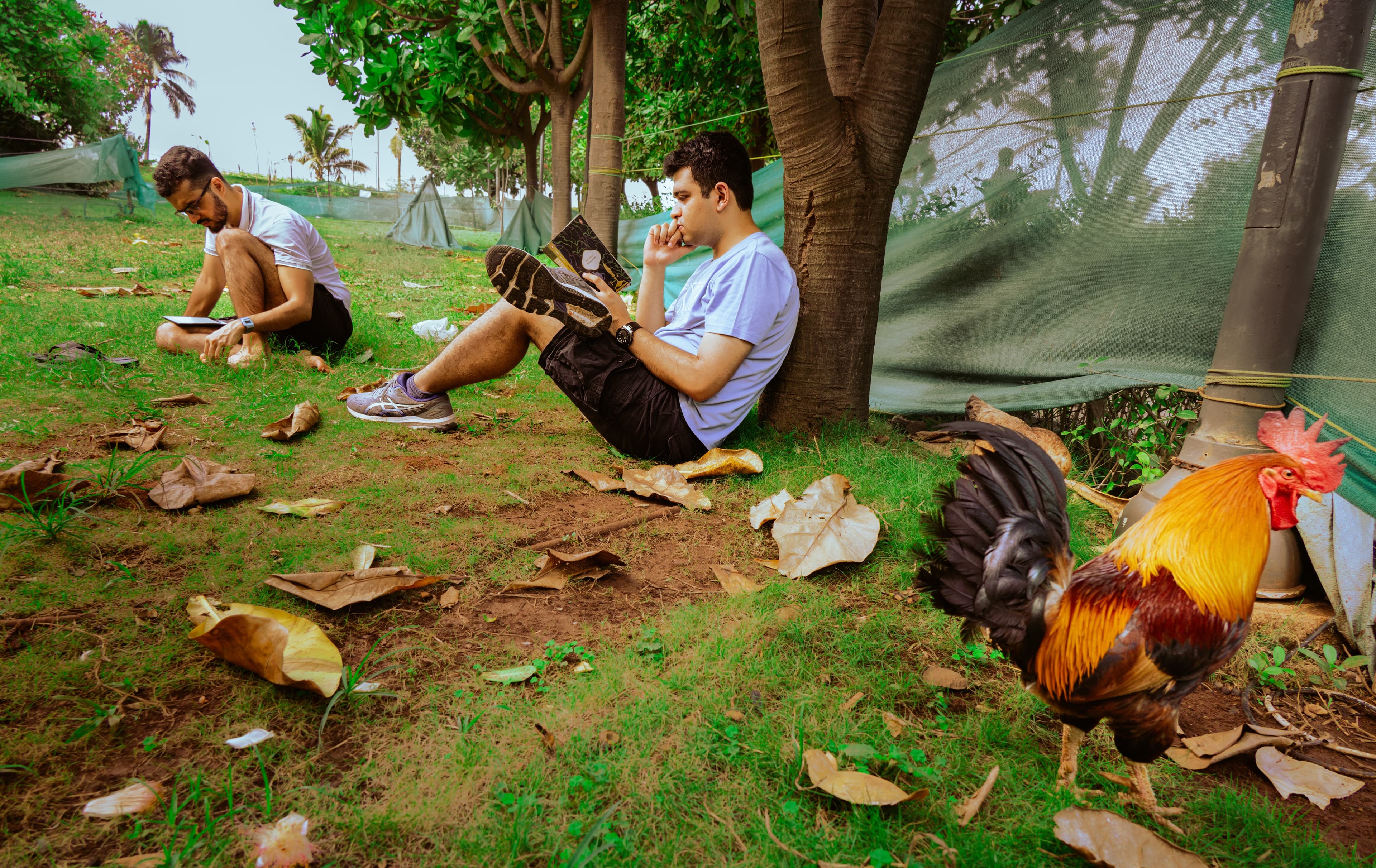 Two men reading books outdoors on grass near tents, with a rooster in the foreground