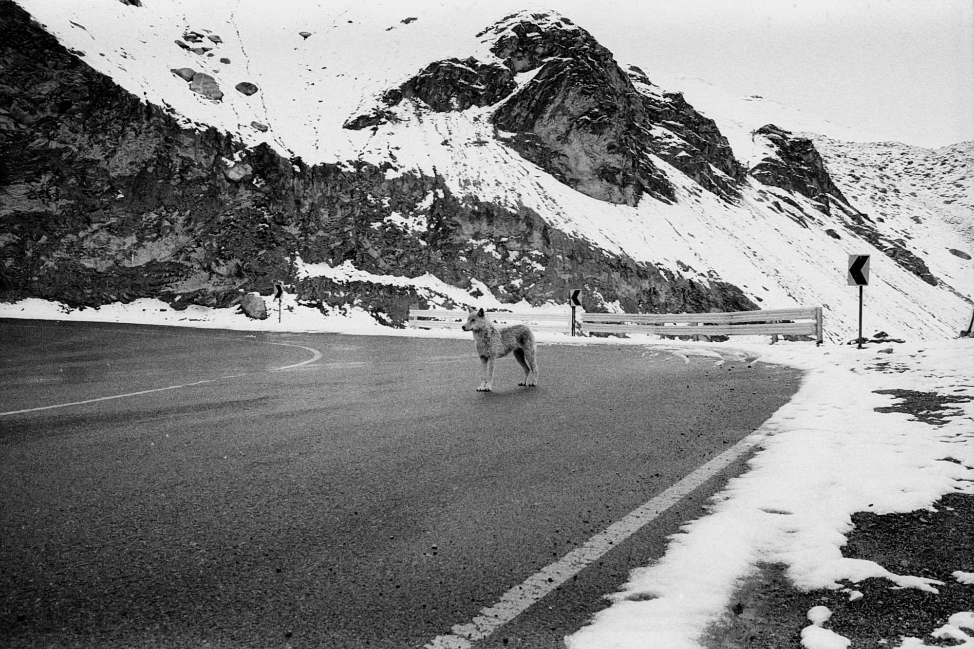 A lone dog standing in the middle of a mountain road beside a guardrail, snow-covered peaks behind